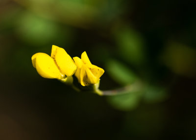 Yellow Wild Indigo (Baptisia tinctoria)