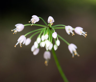 Nodding Wild Onion (Allium cernuum)