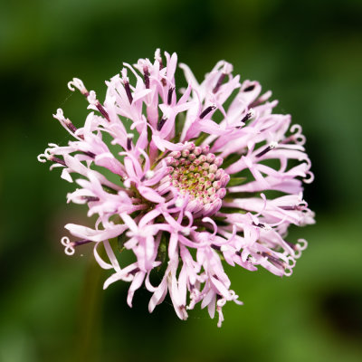 Barbara's Buttons (Marshallia pulchra)
