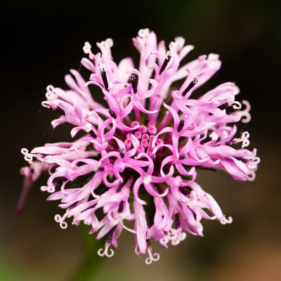 Barbara's Buttons (Marshallia pulchra)