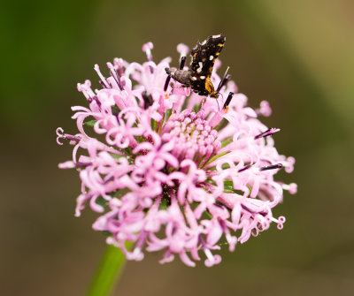 Barbara's Buttons (Marshallia pulchra)