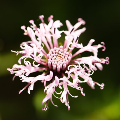 Barbara's Buttons (Marshallia pulchra)