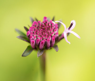 Barbara's Buttons (Marshallia pulchra)
