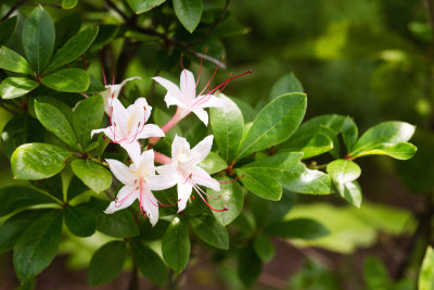 Sweet Azalea (Rhododendron arborescens)