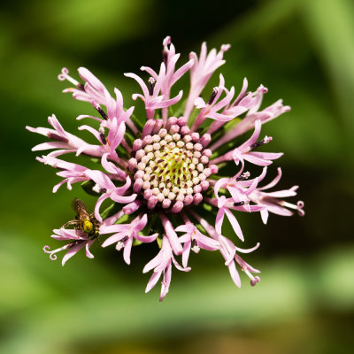 Barbara's Buttons (Marshallia pulchra)