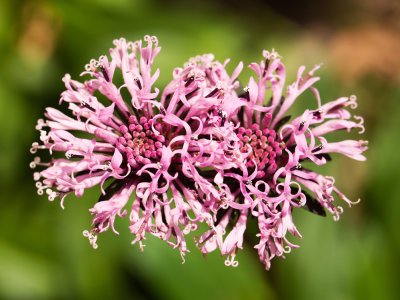 Barbara's Buttons (Marshallia pulchra)