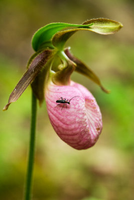 Pink Lady's Slipper (Cypripedium acaule)