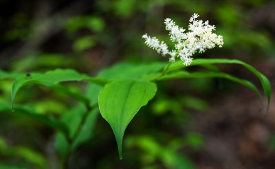 False Solomon's Seal (Maianthemum racemosum)