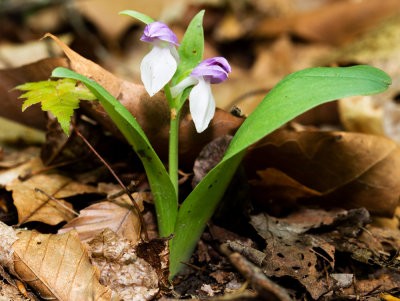 Showy Orchis (Galearis spectabilis)