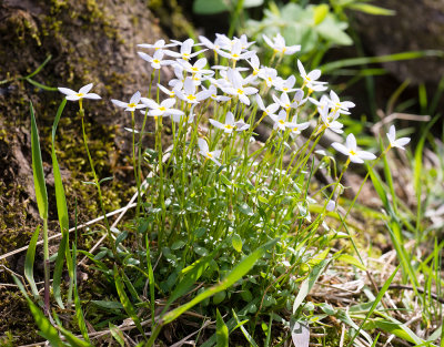 Bluets (Houstonia caerulea)