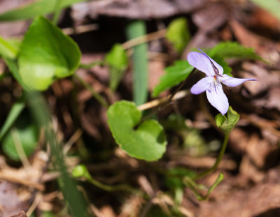 Appalachian Violet (Viola appalachiensis) - I Think...