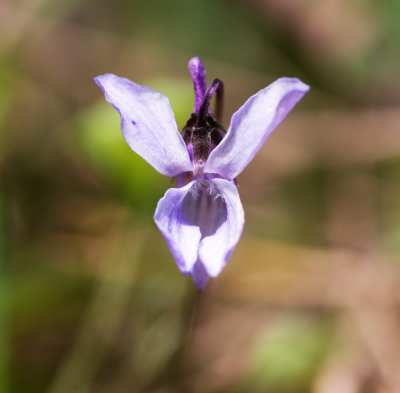 Appalachian Violet (Viola appalachiensis) - I Think...