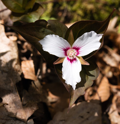 Painted Trillium (Trillium undulatum)