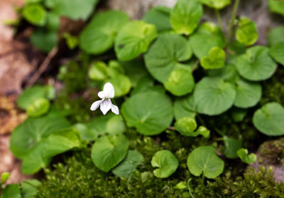 Sweet White Violet (Viola blanda)