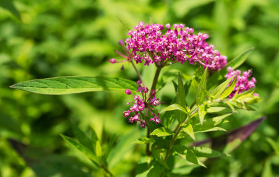 Swamp Milkweed (Asclepias incarnata)