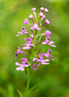 Fringeless Purple Orchid (Platanthera peramoena) 