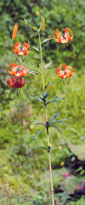Turks Cap Lily (Lilium superbum)