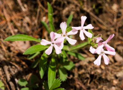 Wild Pink (Silene caroliniana ssp. pensylvanica)
