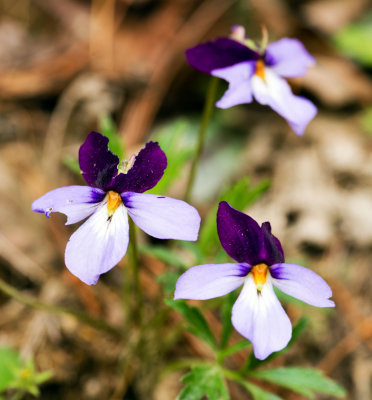 Birdsfoot Violet (Viola pedata)