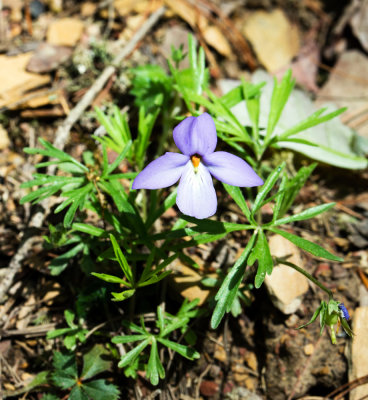 Birdsfoot Violet (Viola pedata)