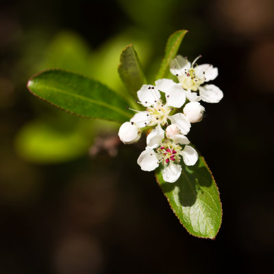 Black Chokeberry (Aronia melanocarpa)