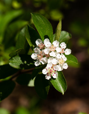 Black Chokeberry (Aronia melanocarpa)