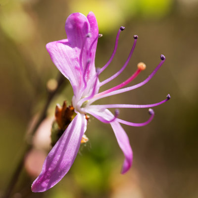 Rhodora (Rhododendron canadense)