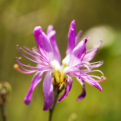 Rhodora (Rhododendron canadense)
