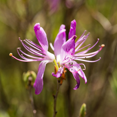 Rhodora (Rhododendron canadense)