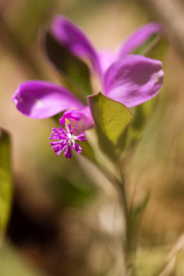Fringed Polygala (Polygala paucifolia)