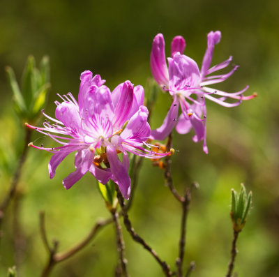 Rhodora (Rhododendron canadense)