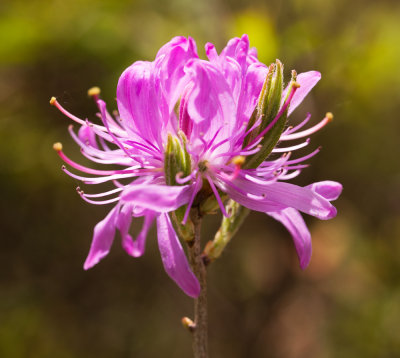 Rhodora (Rhododendron canadense)