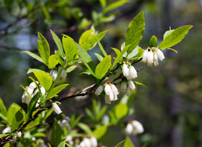 Highbush Blueberry (Vaccinium corymbosum)