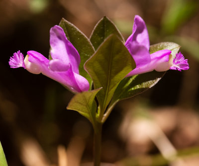 Fringed Polygala (Polygala paucifolia)
