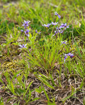 Blue-Eyed Grass (Sisyrinchium sp.)