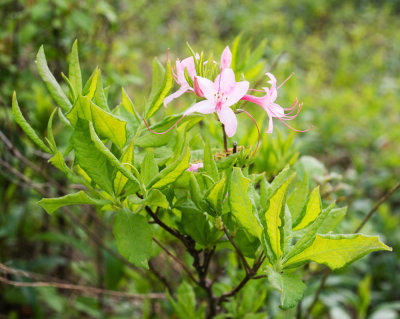 Early Azalea (Rhododendron prinophyllum)
