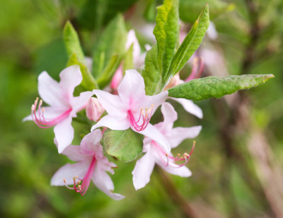 Early Azalea (Rhododendron prinophyllum)