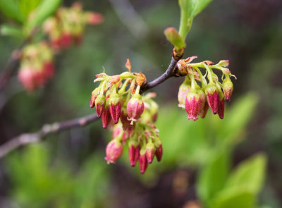 Black Huckleberry (Gaylussacia baccata)
