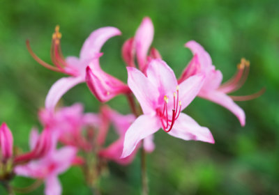 Early Azalea (Rhododendron prinophyllum)