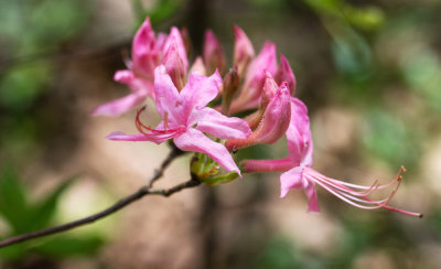Early Azalea (Rhododendron prinophyllum)