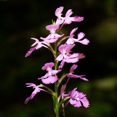 Greater Purple Fringed Orchid (Platanthera grandiflora)