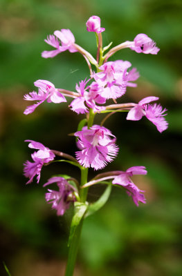 Greater Purple Fringed Orchid (Platanthera grandiflora)