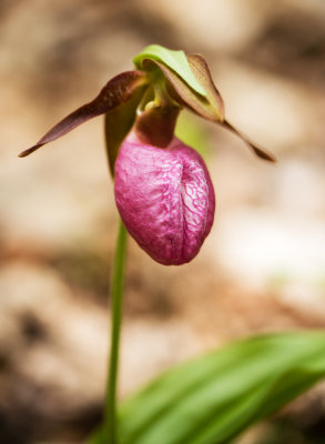 Pink Lady's Slipper (Cypripedium acaule)