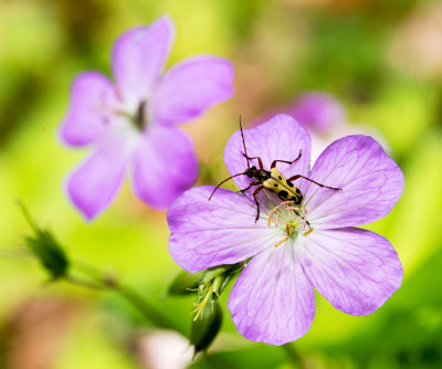 Wild Geranium (Geranium maculatum)