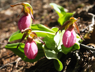 Pink Lady's Slipper (Cypripedium acaule) 