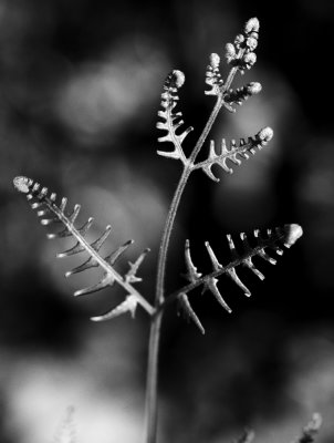 Fern