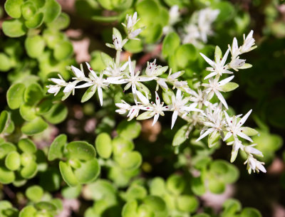 Wild Stonecrop (Sedum ternatum)