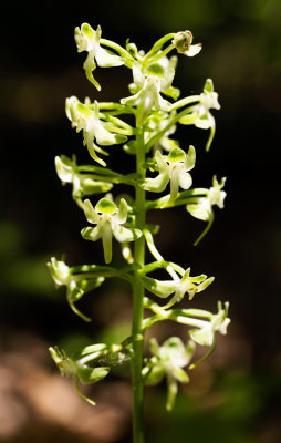 Lesser Pad-Leaved Orchid (Platanthera orbiculata)