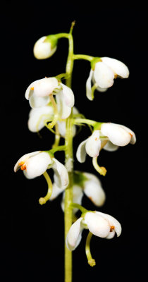 Shinleaf (Pyrola elliptica)