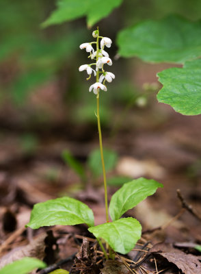 Shinleaf (Pyrola elliptica)